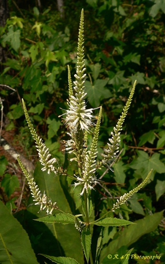 {Veronicastrum virginicum}